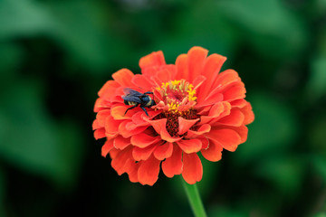 Obraz premium Pink Zinnia flower close-up