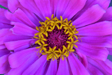 Fototapeta premium Pink Zinnia Floret Mandala 03