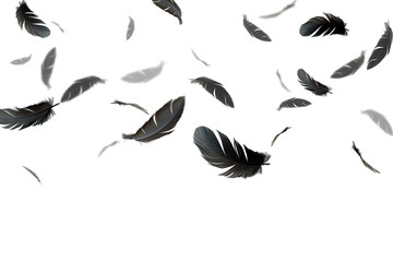 abstract black feathers floating on white background