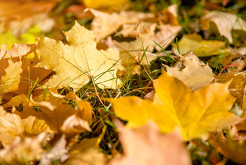 Autumn background-maple leaves fallen leaves lying on the grass 