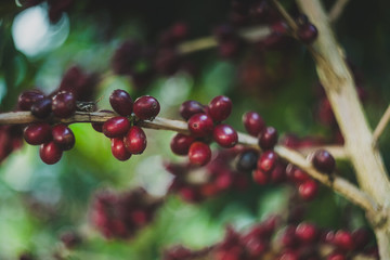 Plantas de café organico