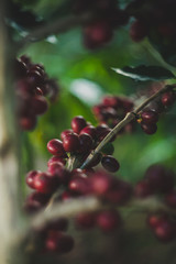 Plantas de café organico