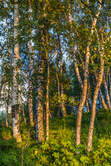 Fototapeta premium trees at sunset in the mountains