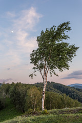 Fototapeta na wymiar trees at sunset in the mountains