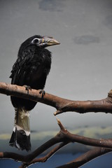 bird of prey