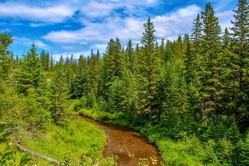 Ravine Water Winding Through Trees