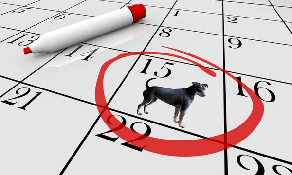 Dog Pet Animal Calendar Day Date Event Training Class 3d Illustration