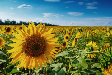blooming sunflowers in the bright sunny day with blue sky in the background