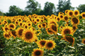 Fototapeta premium blooming sunflowers in the bright sunny day with blue sky in the background