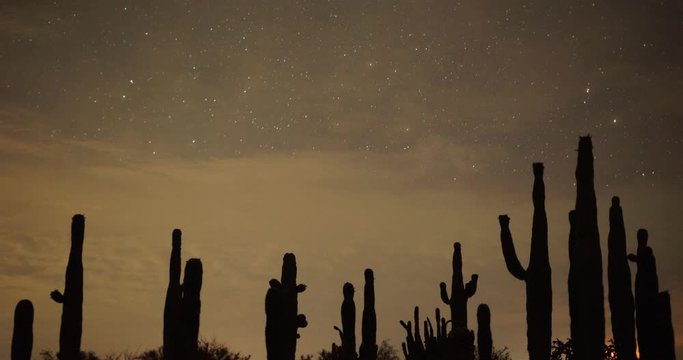 Desert Plants Distant Thunderstorm Timelapse