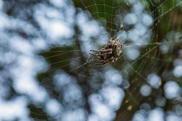 spider hunts other insects sitting on the web