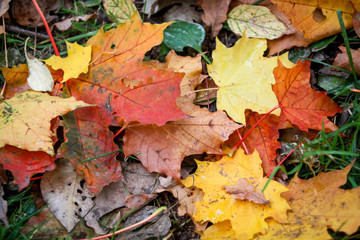 Autumn day in the city Park, the leaves on the lawn.