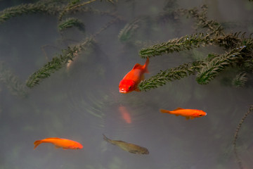Fish pond in the Botanical garden