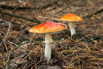 The mushrooms of autumn