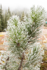 Frost pine leaves  on Lake Louise mountain , Alberta, Canada