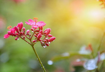 Red flowers in the morning and leave the space blank