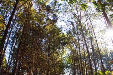 Forest and branches of pine trees with morning light natural background.