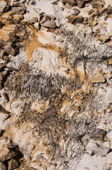different layers of soil and sand, traces of streams in the sand and different textures and colours of sand, sparsely planted plants
