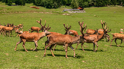 Fototapeta premium Big red deer herd at Aurach near Kitzbühel, Tyrol, Austria