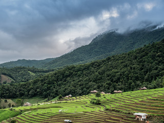 View of rice terraces at Thailand.