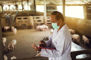 Asians Veterinary , perform health checks and records piglets. Farms Pig.
