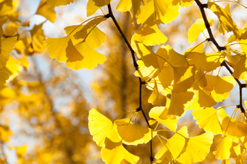 黄金色の銀杏並木