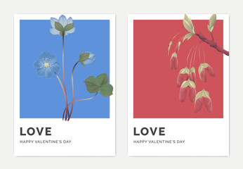 Minimalist botanical valentine greeting card template design, Hepatica Nobilis flowers on blue and maple seeds on red