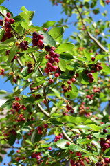 ジューンベリーの実と青空
