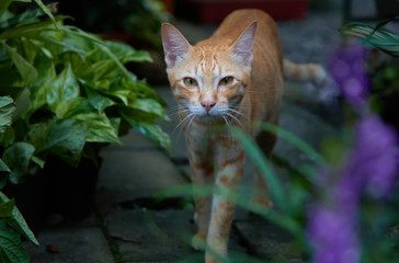Naklejka na ściany i meble Adorable ginger cat in the garden