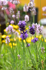 庭のラベンダーと宿根草の花々