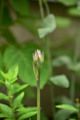 Obraz premium ホスタのつぼみ