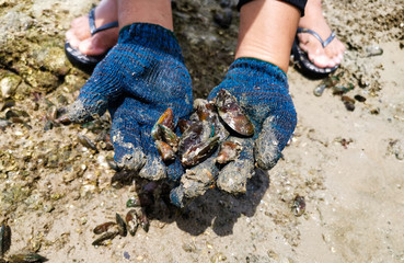 Fresh sea mussels in the hands of local fisherman