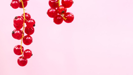 Red currant berries are falling on a pink background.  Healthy eating concept.