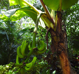 Wild banana palms. Benefit. Nature.    