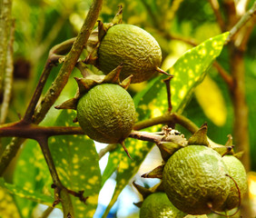   Wild fruits in the tropical forest. Background.        