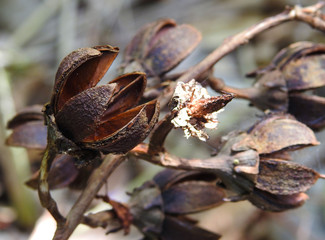   Beautiful dry fruits. Wildlife. Background.        