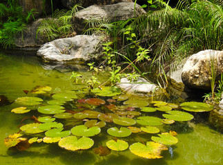  The green leaves of the swamp Lily pads. Wildlife.         