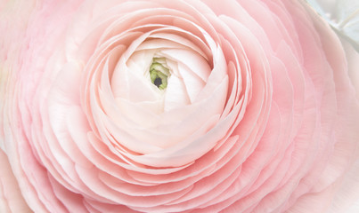 Buttercup flower close-up gently pink color. Spring flowers. Copy space.