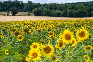 Obraz premium Wonderful panoramic view field of sunflowers by summertime
