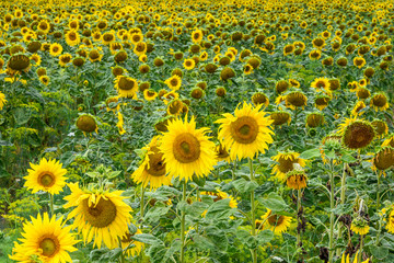 Wonderful panoramic view field of sunflowers by summertime