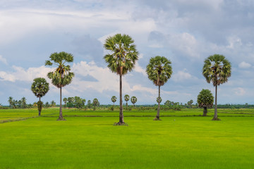 Sugar palm trees and green rice field.