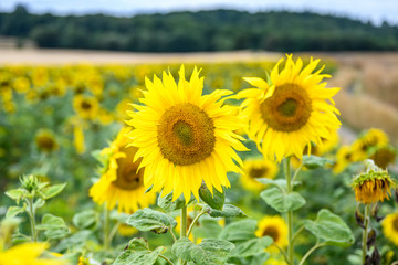 Wonderful panoramic view field of sunflowers by summertime
