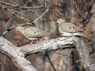 Pair of mourning dove birds on branch