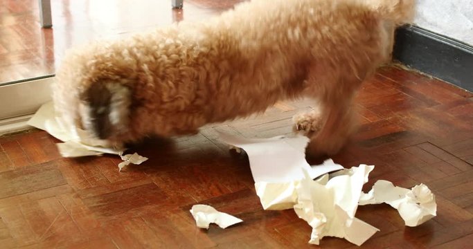 Naughty poodle dog playing with paper on floor at home