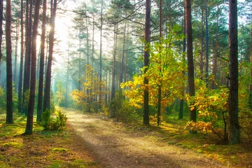 Rolgordijnen Herfst. Schilderachtig bos verlicht van de zon. Prachtig zonnig natuurlandschap © dzmitrock87