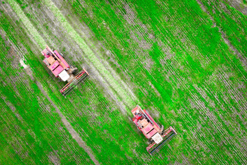 Obraz premium Agricultural combine harvesters on green cultivated field on harvest time. Aerial view on harvester. Agriculture