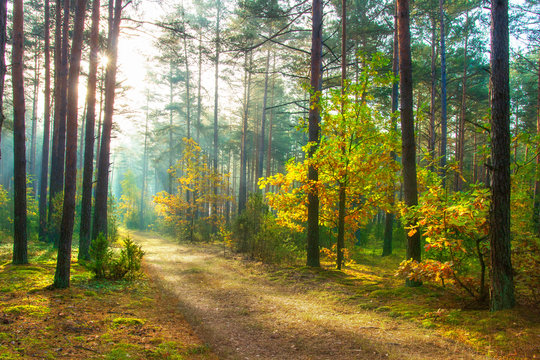 Autumn. Scenic forest illuminated of sun. Beautiful sunny nature landscape