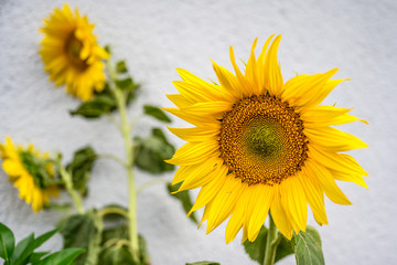 Close-up of sunflower natural background. blooming. Sunflowers symbolize adoration, loyalty and...