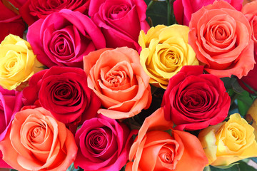 Floral background with colorful roses. Bunch of bright colors roses close up.
