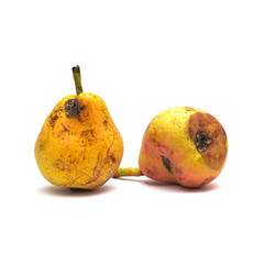 Rotten organic pears on a white background